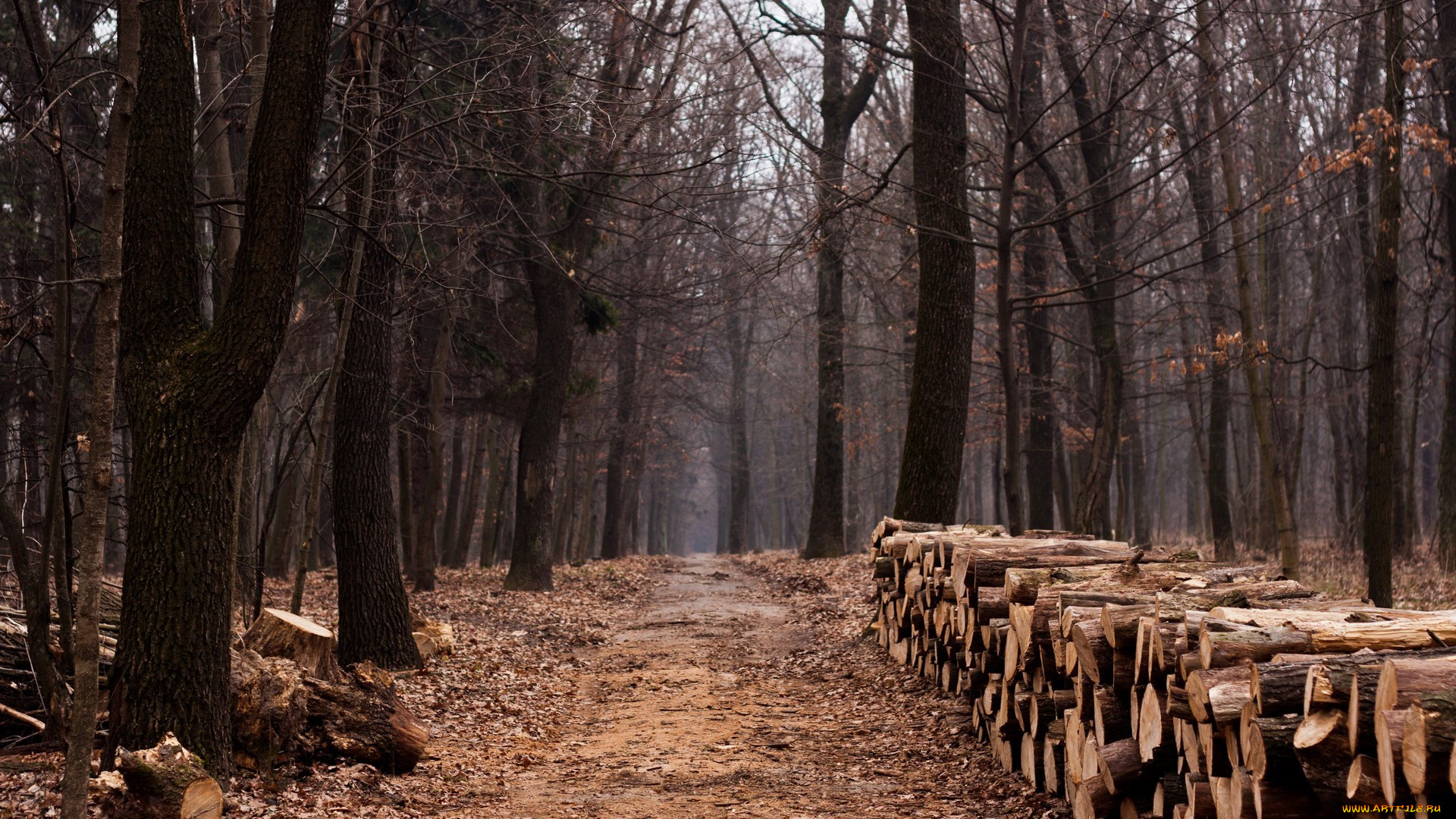 , , , , path, wood, lumber, trees, trail, forest
